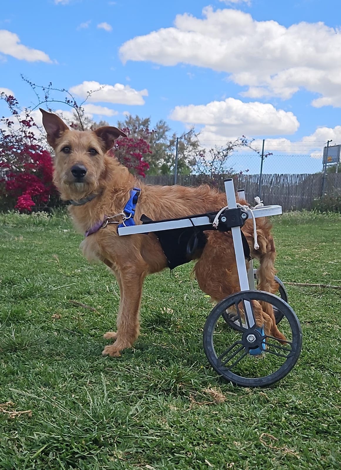 Vida con su silla de ruedas